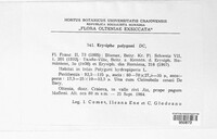 Erysiphe polygoni image